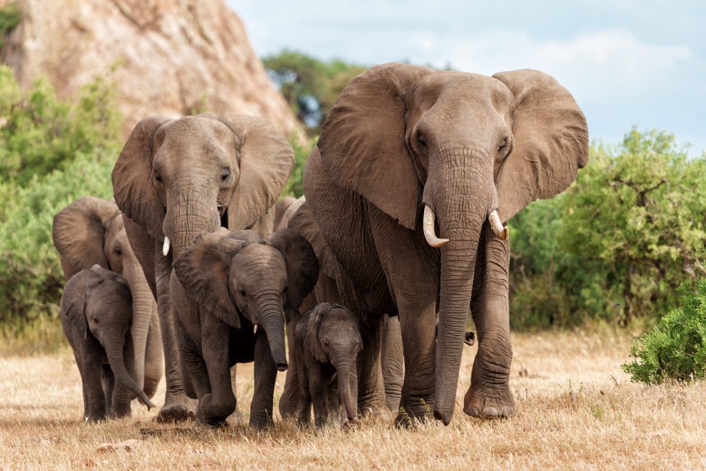 Elephant family walking across safari grassland