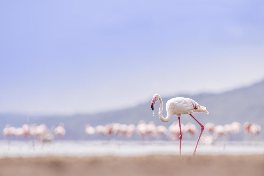 Flamingos at an East African lake