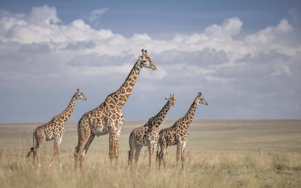 Giraffes crossing open African savannah