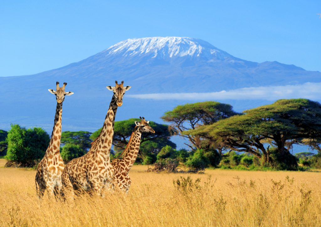 Giraffes walking below Mount Kilimanjaro