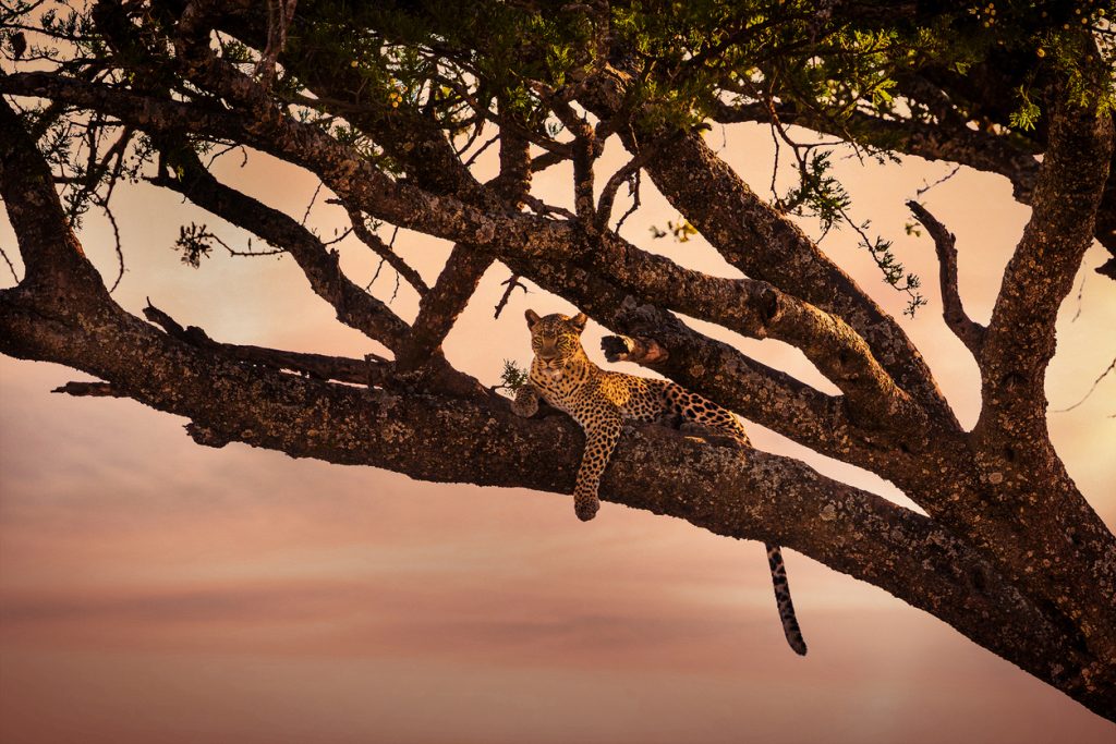 Leopard watching from a tree