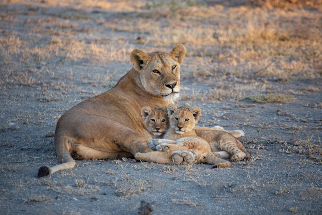 Lioness in Tanzania safari grassland
