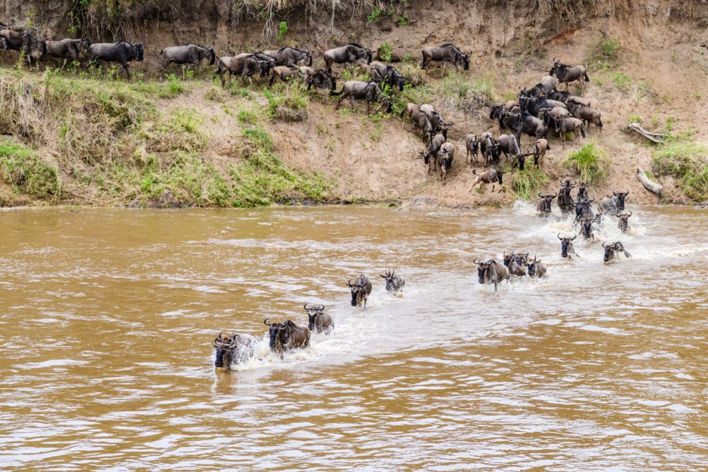 Wildebeest crossing a river during migration